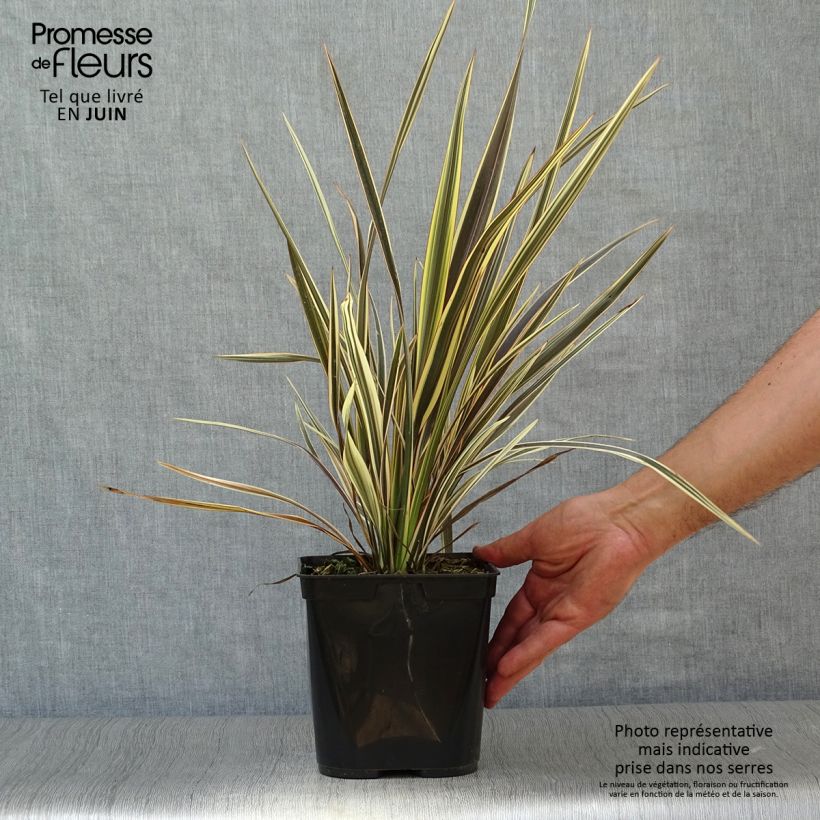 Phormium tenax Alison Blackman - New Zealand Flax 3L/4L pot sample as delivered in summer