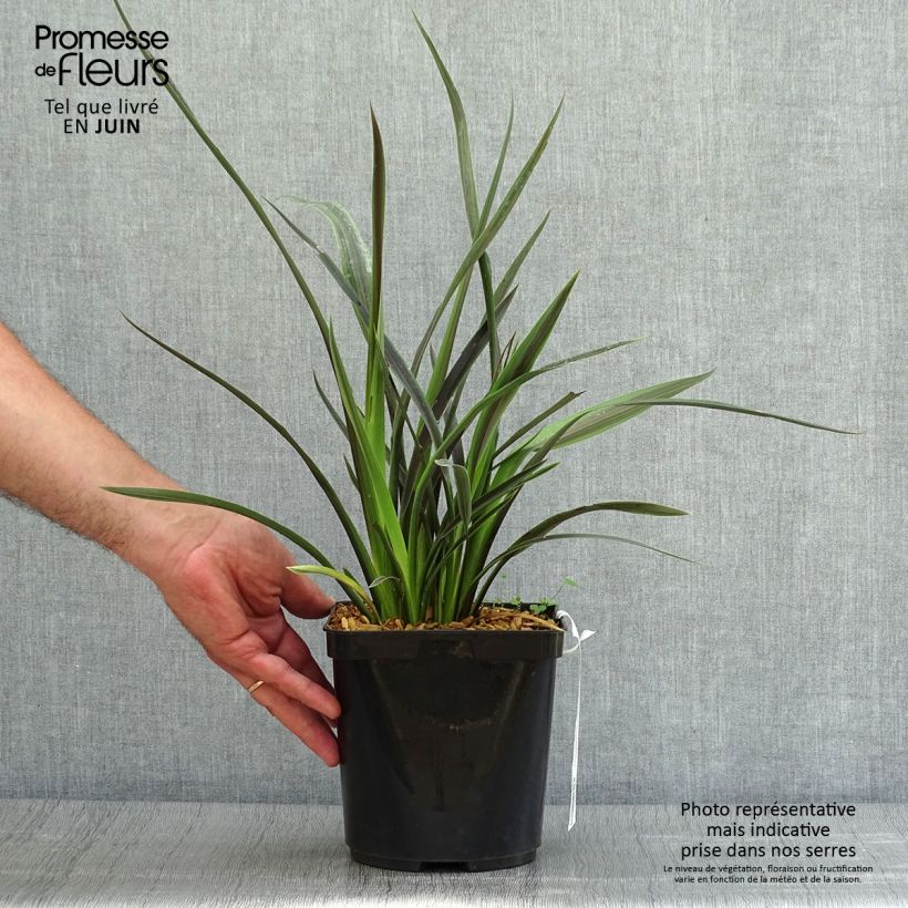 Phormium tenaChocomint - New Zealand Flax 3L/4L pot sample as delivered in summer