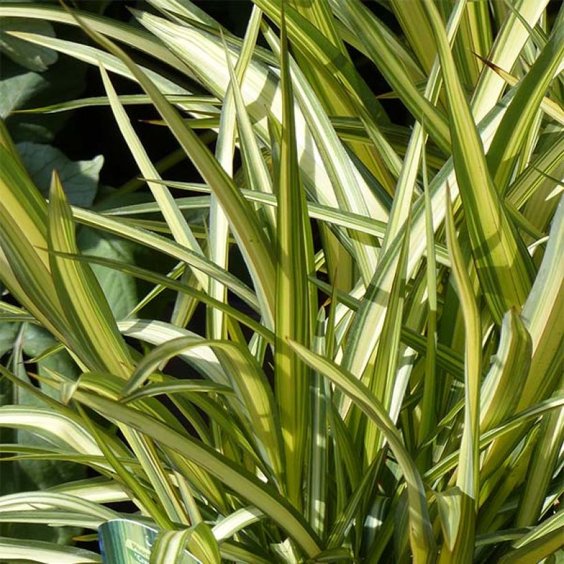 Phormium cookianum subsp. hookeri Cream Delight (Foliage)