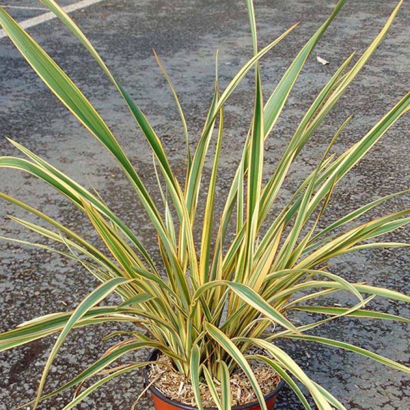 Phormium cookianum subsp. hookeri Cream Delight (Plant habit)