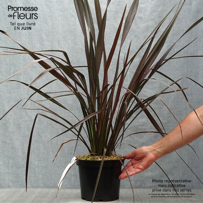 Phormium tenax Dark Delight - New Zealand Flax 4L/5L pot sample as delivered in summer