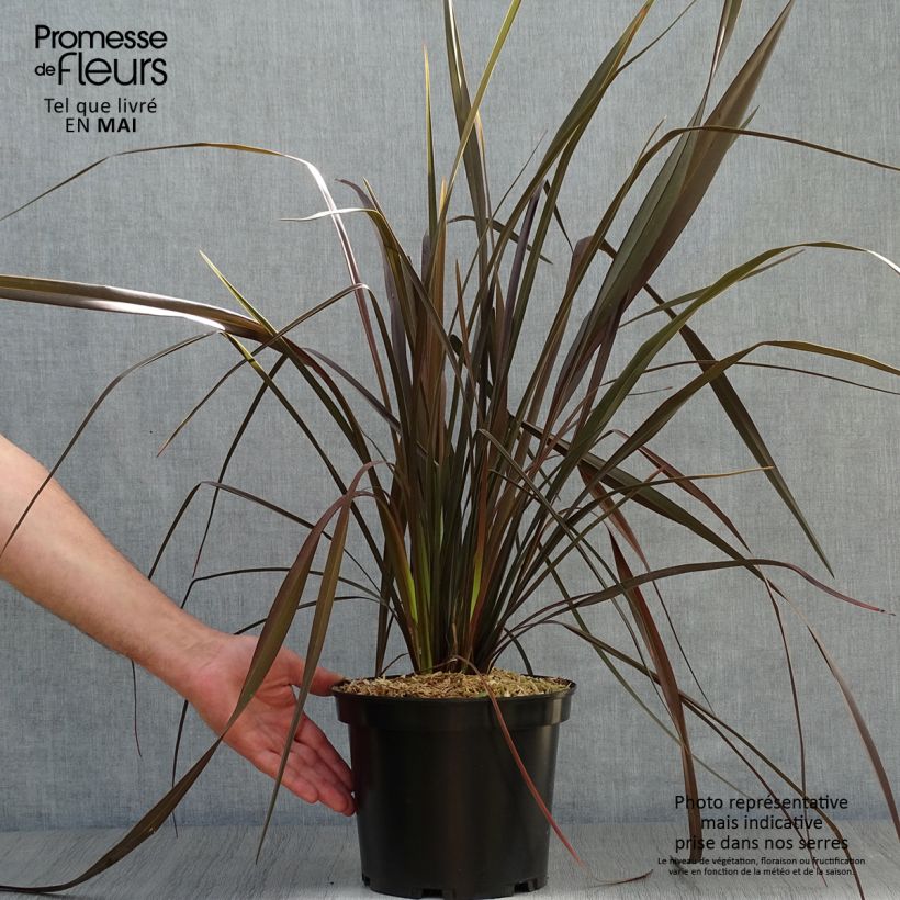 Phormium tenax Dark Delight - New Zealand Flax sample as delivered in spring