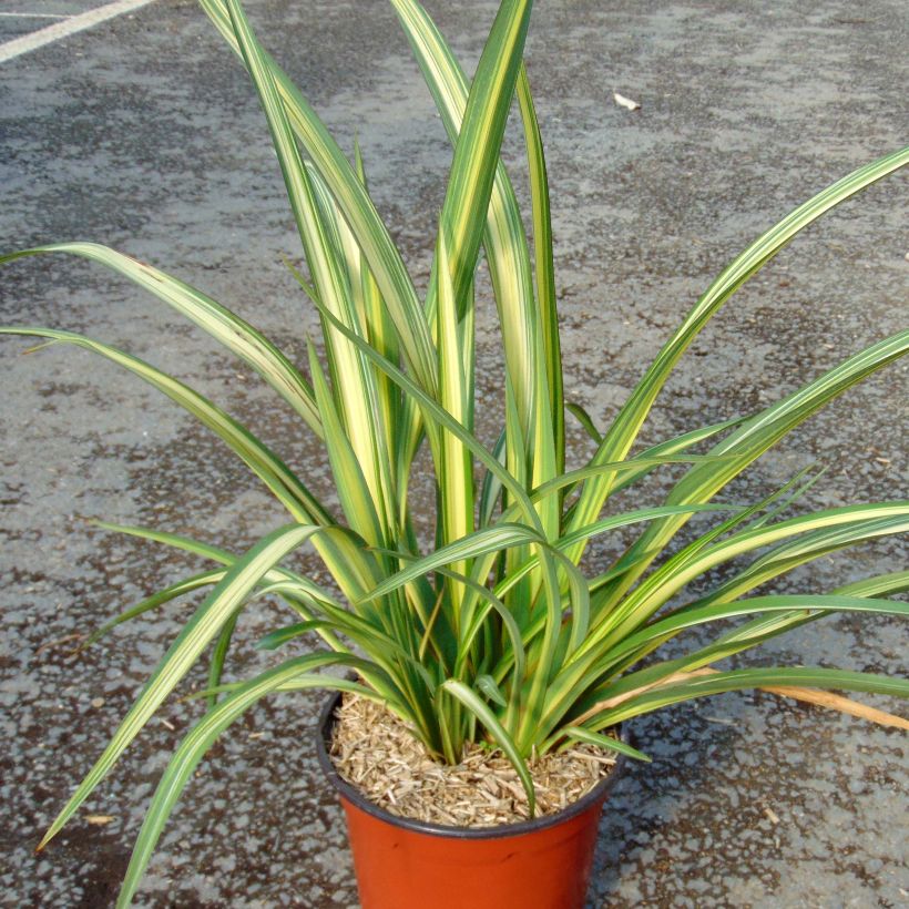 Phormium Golden Ray - New Zealand Flax (Plant habit)