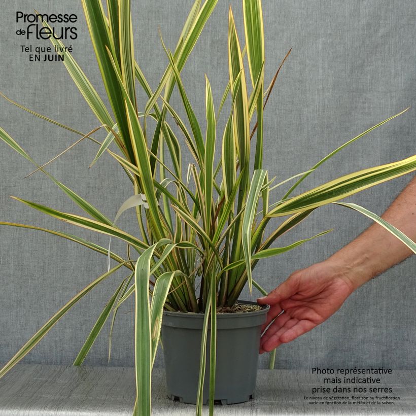 Phormium Golden Ray - New Zealand Flax 2L/3L pot sample as delivered in summer