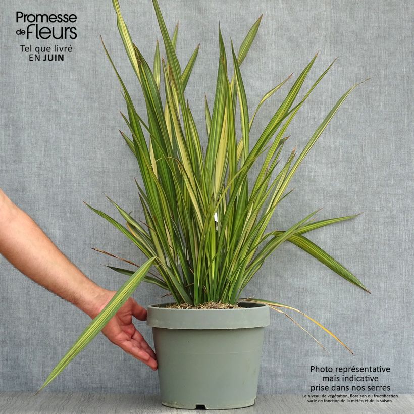 Phormium Golden Ray - New Zealand Flax 7.5L/10L pot sample as delivered in summer