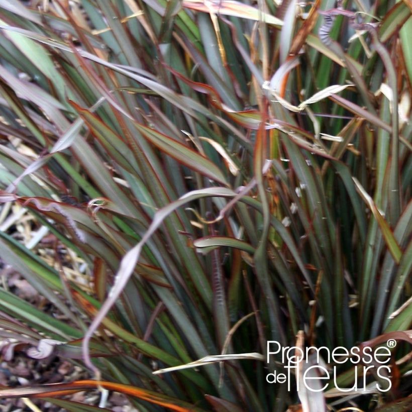 Phormium tenax Jack Spratt - New Zealand Flax (Foliage)