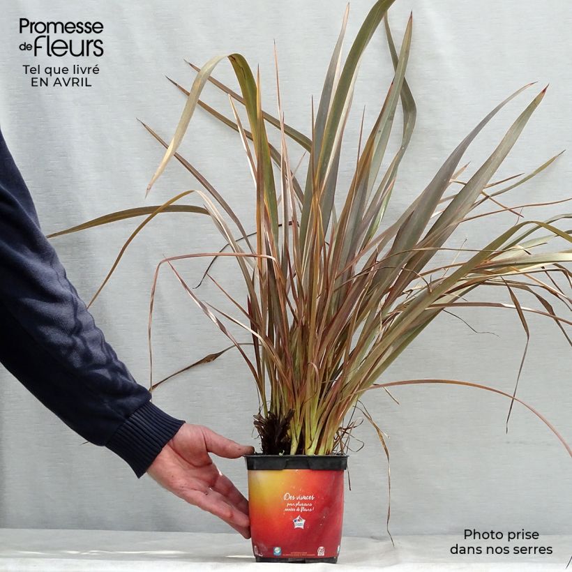 Phormium tenax Jack Spratt - New Zealand Flax sample as delivered in spring