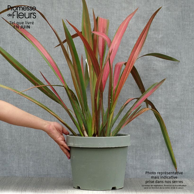 Phormium Jester - New Zealand Flax 7.5L/10L pot sample as delivered in summer