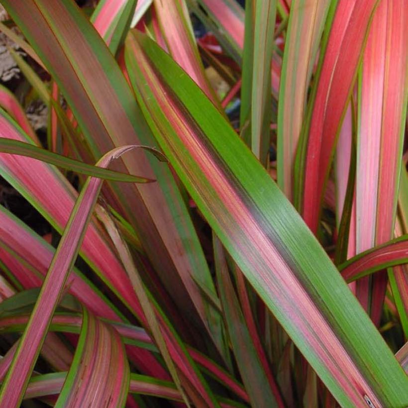 Phormium Jester - New Zealand Flax (Foliage)