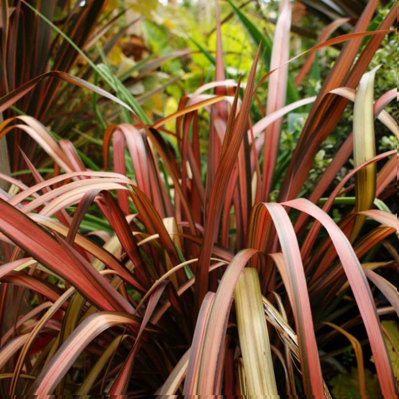 Phormium tenax Pink Panther - New Zealand Flax (Foliage)