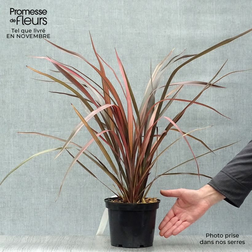 Phormium tenax Pink Panther - New Zealand Flax 2L/3L pot sample as delivered in autumn