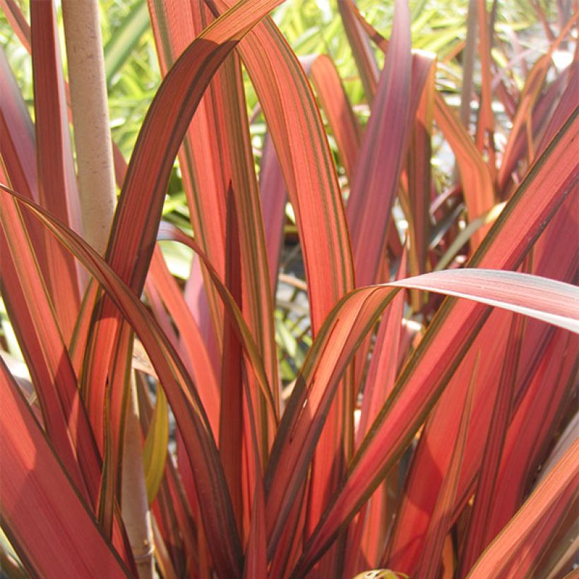 Phormium tenax Rainbow Maiden - New Zealand Flax (Foliage)