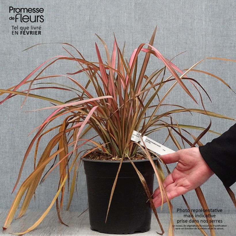 Phormium tenax Rainbow Maiden - New Zealand Flax sample as delivered in winter