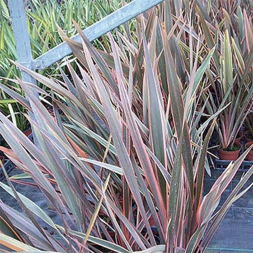 Phormium tenax Rainbow Queen - New Zealand Flax (Foliage)