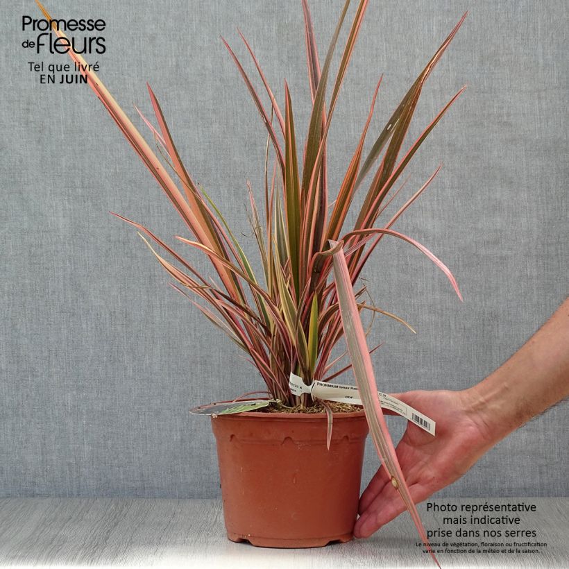 Phormium tenax Rainbow Queen - New Zealand Flax 2L/3L pot sample as delivered in summer