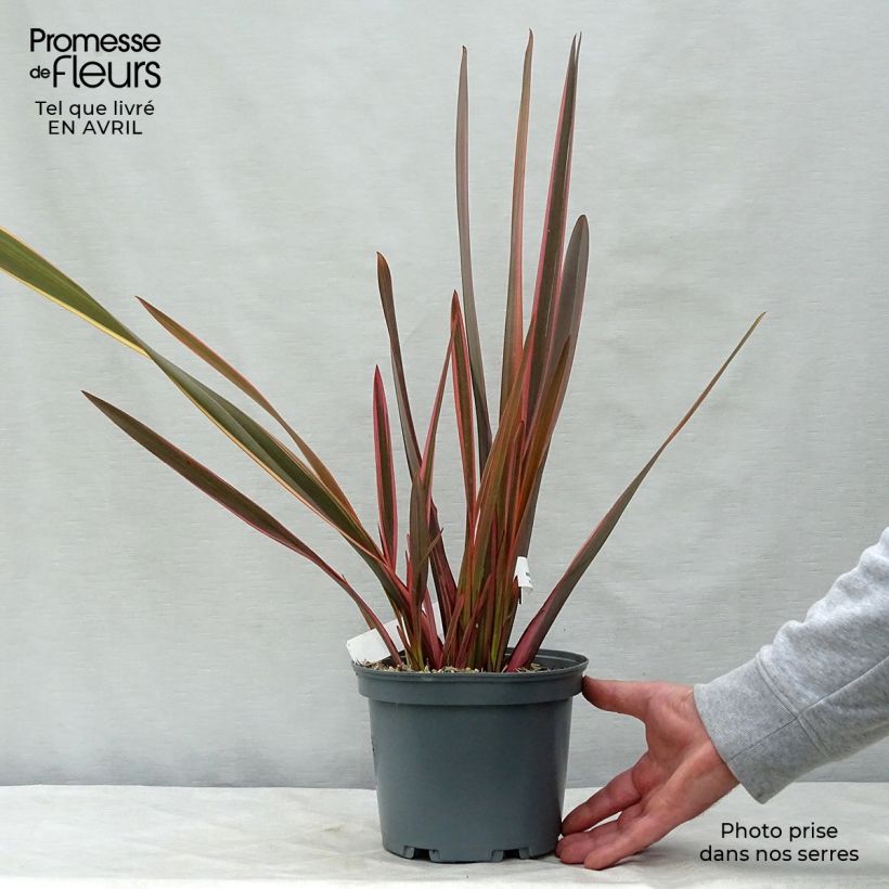 Phormium tenax Rainbow Queen - New Zealand Flax sample as delivered in spring