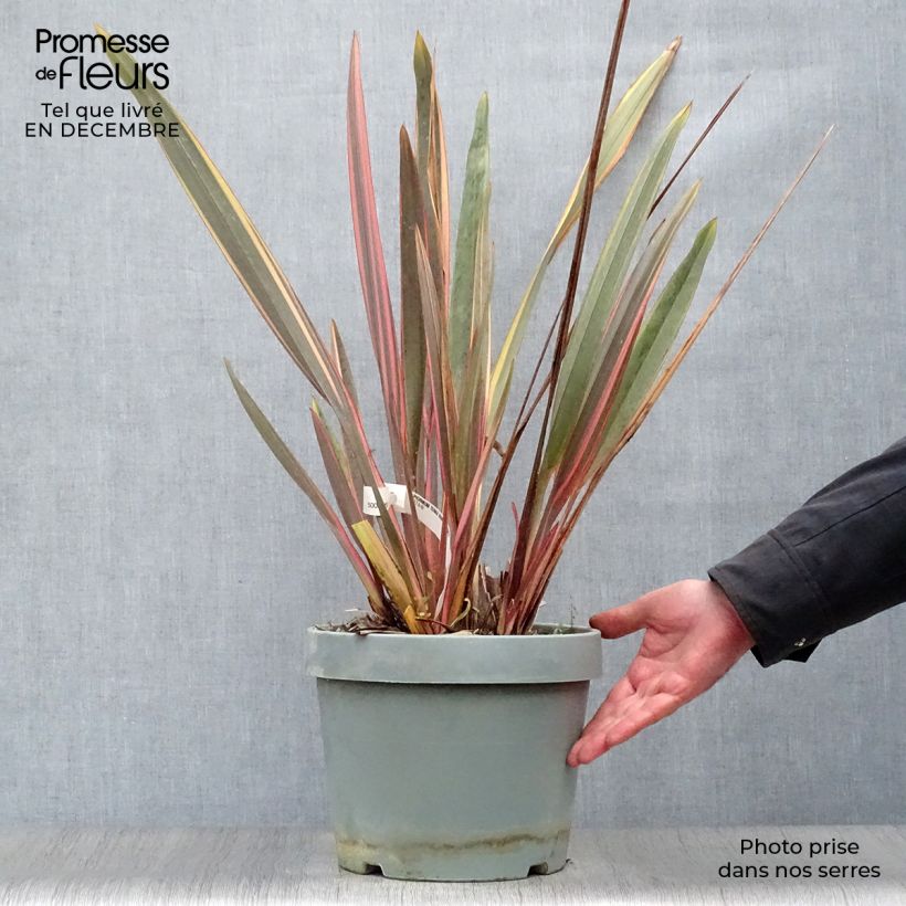 Phormium tenax Rainbow Queen - New Zealand Flax 7.5L/10L pot sample as delivered in winter
