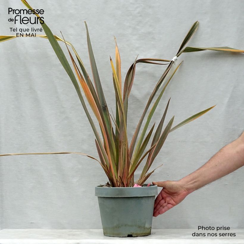 Phormium tenax Rainbow Queen - New Zealand Flax sample as delivered in spring