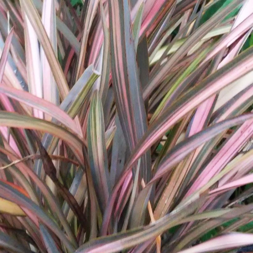 Phormium tenax Rainbow Sunrise - New Zealand Flax (Foliage)