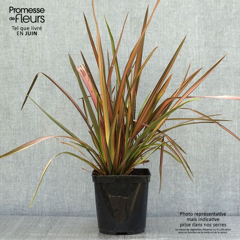 Phormium tenax Rainbow Sunrise - New Zealand Flax 3L/4L pot sample as delivered in summer