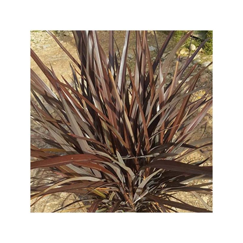 Phormium tenax Special Red - New Zealand Flax (Plant habit)