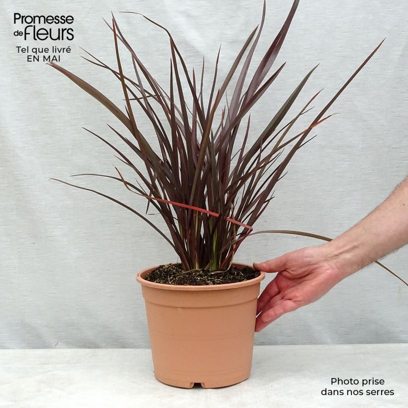 Phormium tenax Special Red - New Zealand Flax sample as delivered in spring