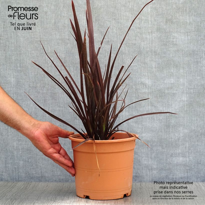 Phormium tenax Special Red - New Zealand Flax 4L/5L pot sample as delivered in summer
