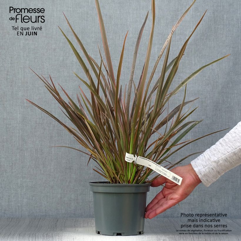 Phormium tenax Sundowner - New Zealand Flax 2L/3L pot sample as delivered in summer