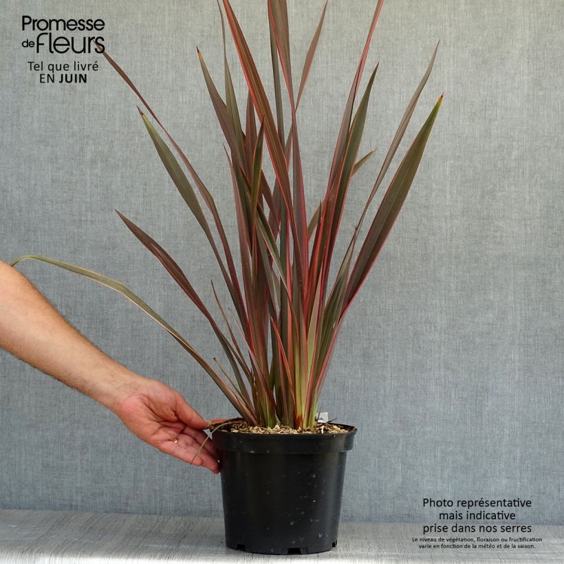 Phormium tenax Sundowner - New Zealand Flax 4L/5L pot sample as delivered in summer