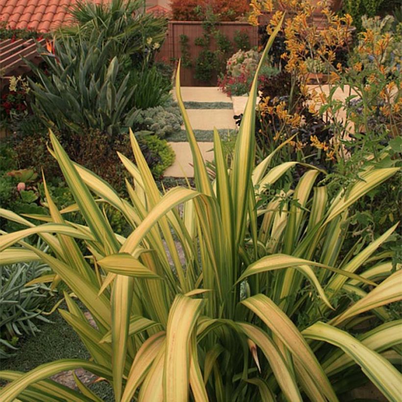 Phormium tenax Yellow Wave - New Zealand Flax (Foliage)