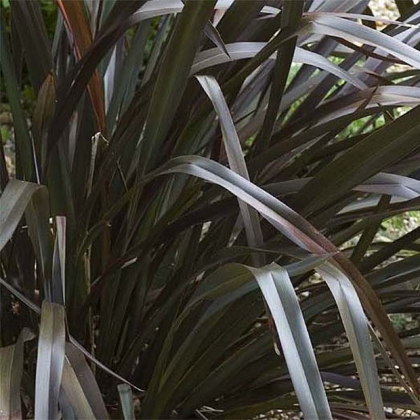 Phormium cookianum Black adder (Foliage)