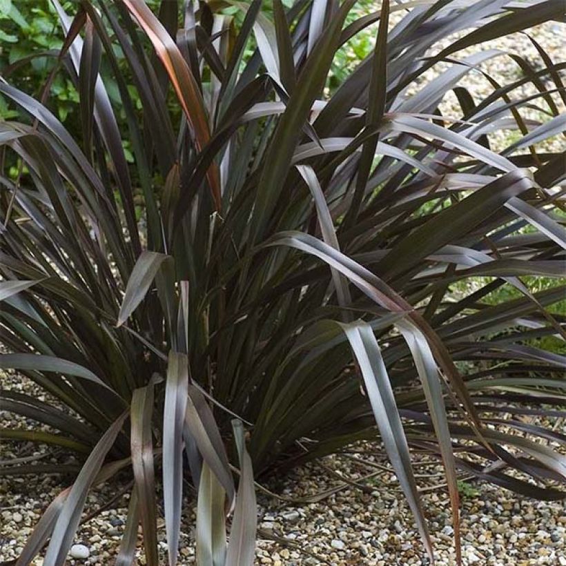 Phormium cookianum Black adder (Plant habit)