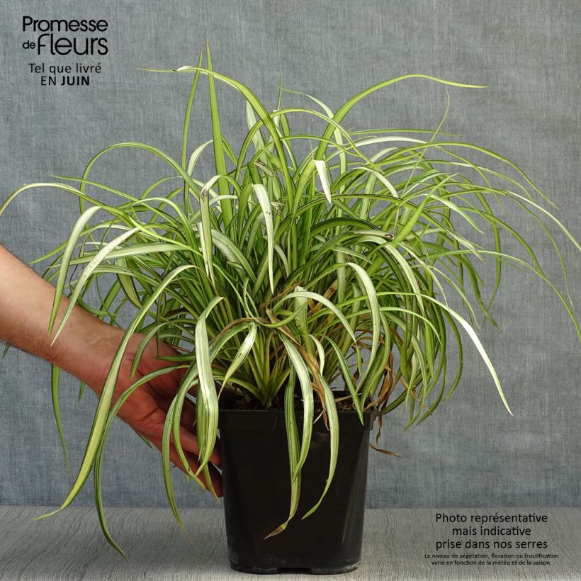 Phormium cookianum Blondie 4L/5L pot sample as delivered in summer