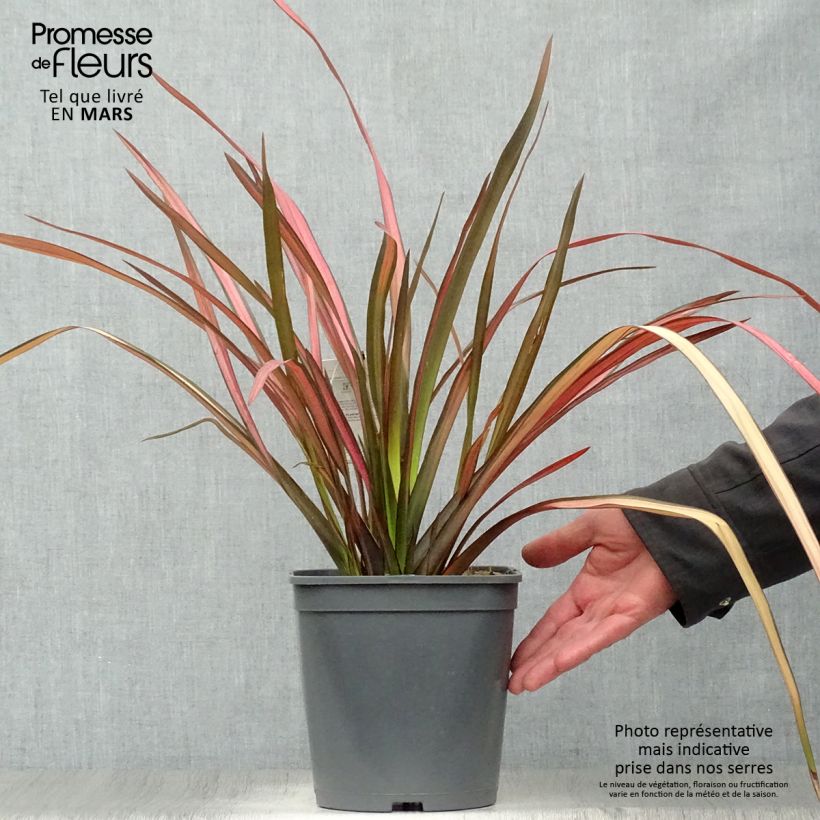 Phormium cookianum Maori Maiden sample as delivered in spring