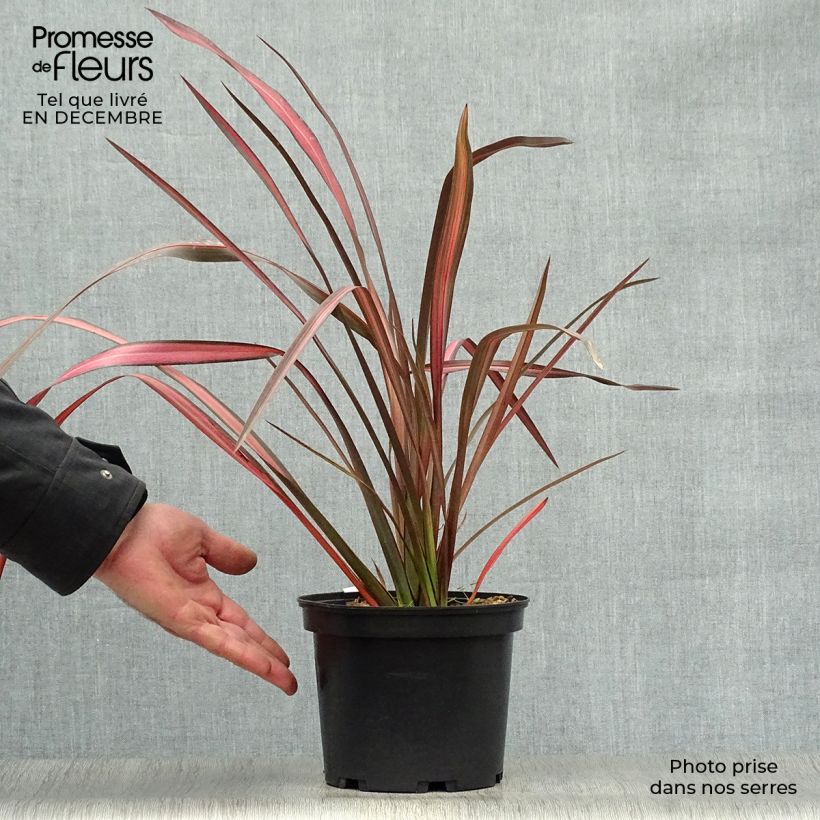 Phormium tenax Evening Glow - New Zealand Flax 2L/3L pot sample as delivered in winter