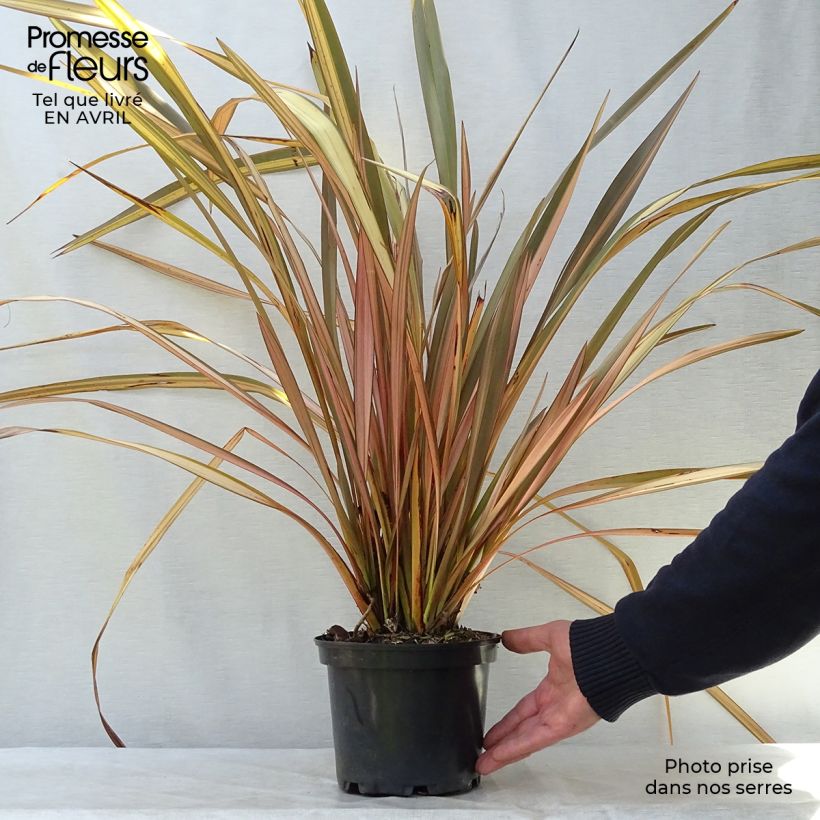 Phormium tenax Evening Glow - New Zealand Flax sample as delivered in spring