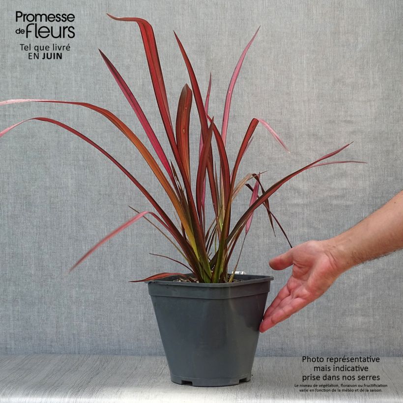 Phormium tenax Evening Glow - New Zealand Flax 4L/5L pot sample as delivered in summer