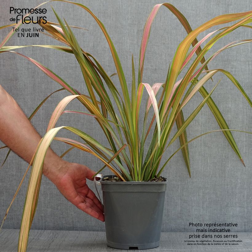 Phormium tenax - New Zealand Flax 4L/5L pot sample as delivered in summer
