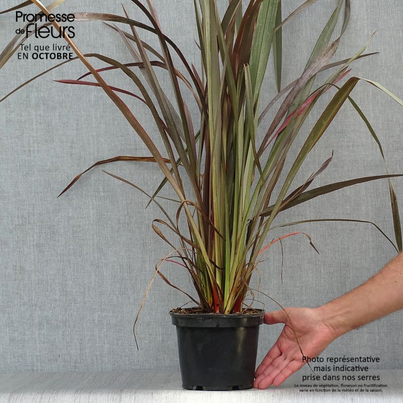 Phormium tenax Purpureum - New Zealand Flax 2L/3L pot sample as delivered in autumn