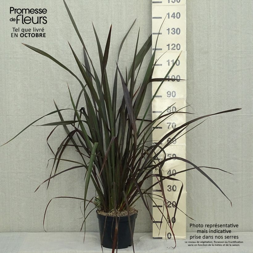 Phormium tenax Purpureum - New Zealand Flax 7.5L/10L pot sample as delivered in autumn