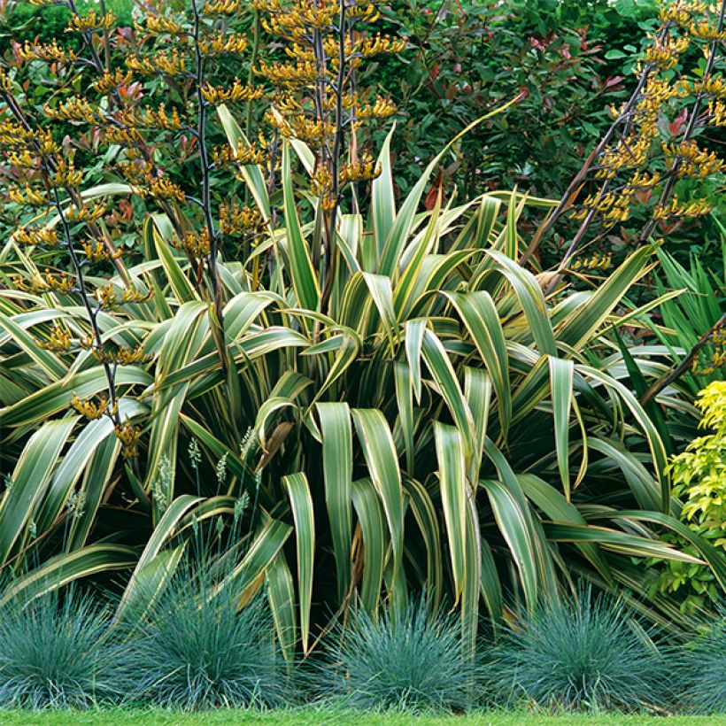 Phormium tenax Variegatum - New Zealand Flax (Plant habit)