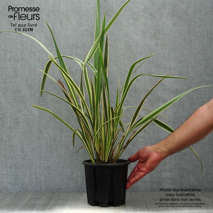Phormium tenax Variegatum - New Zealand Flax 2L/3L pot sample as delivered in summer
