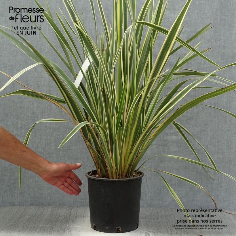Phormium tenax Variegatum - New Zealand Flax 7.5L/10L pot sample as delivered in summer