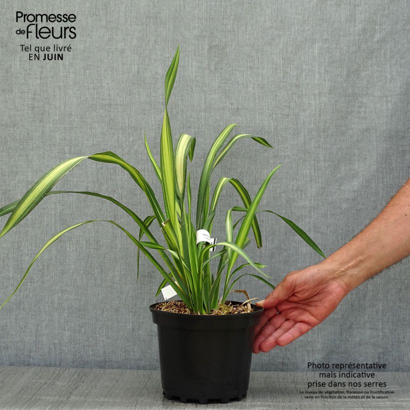 Phormium tenax Yellow Wave - New Zealand Flax 2L/3L pot sample as delivered in summer