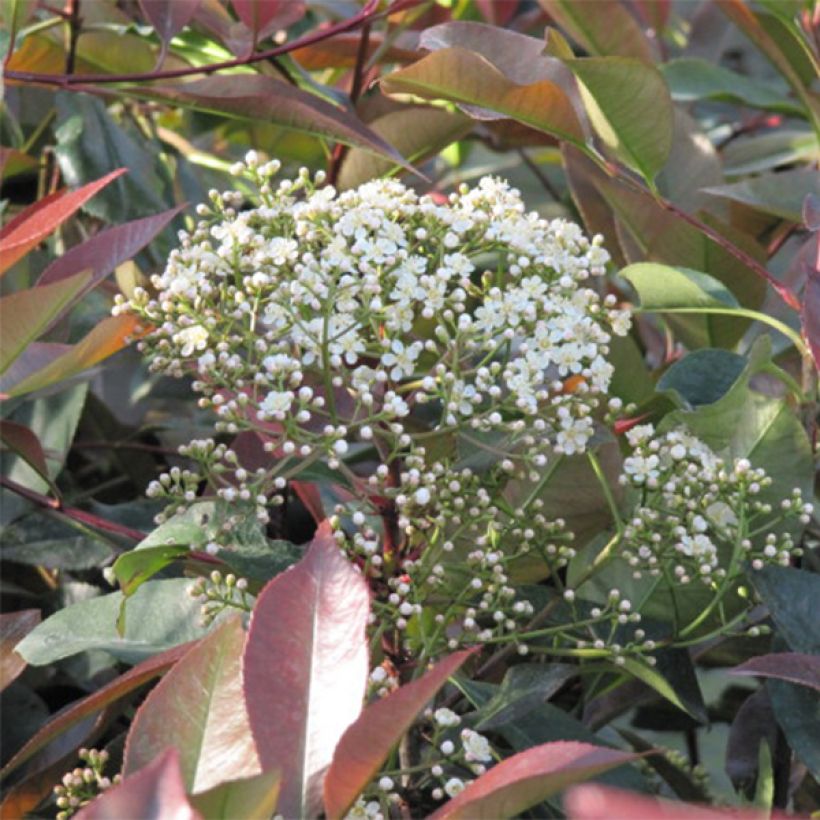 Photinia fraseri Little Red Robin - Christmas Berry (Flowering)