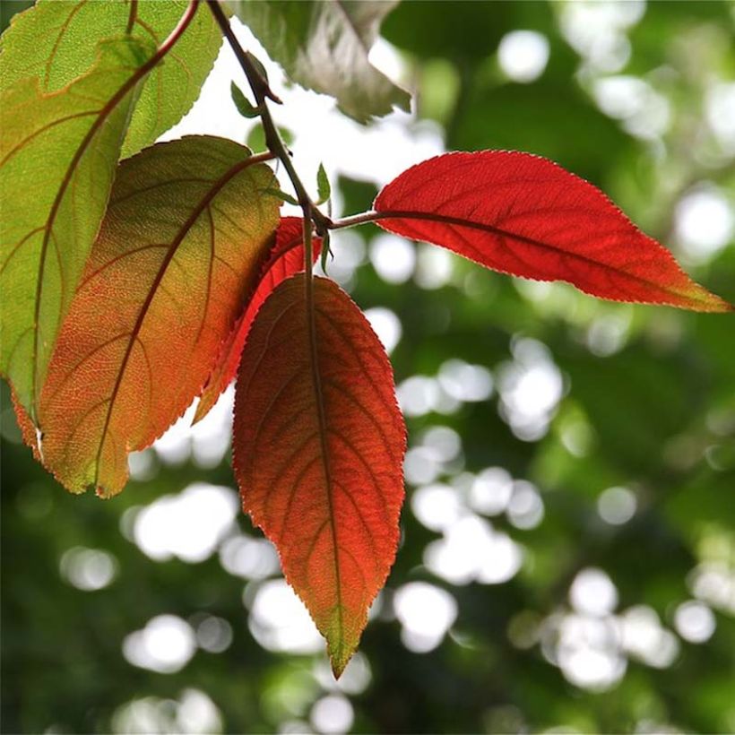 Photinia beauverdiana var. notabilis (Foliage)