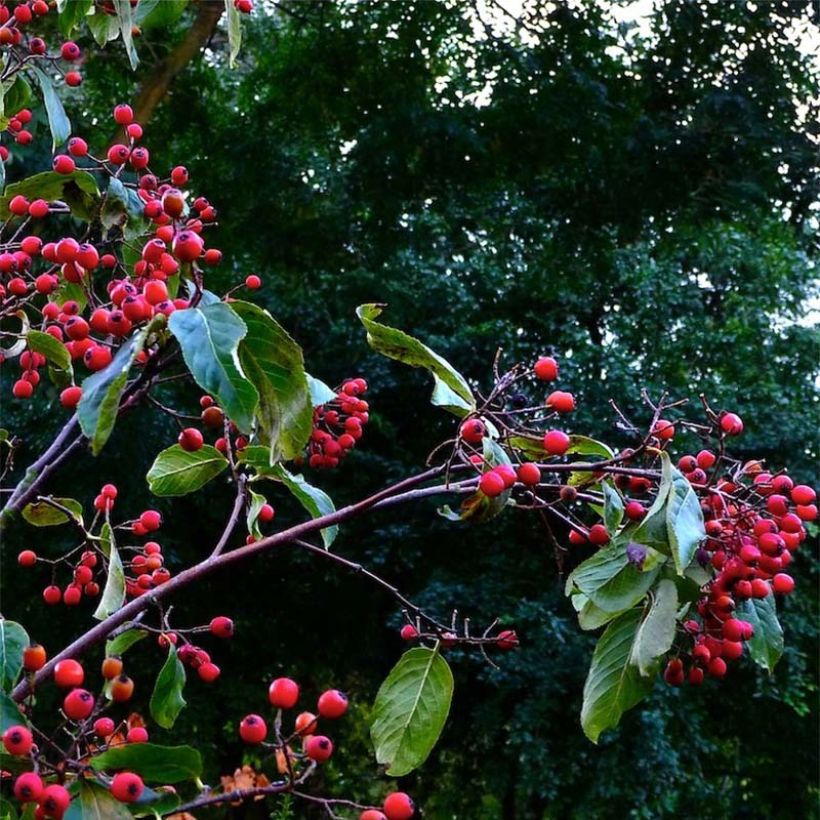 Photinia beauverdiana var. notabilis (Harvest)