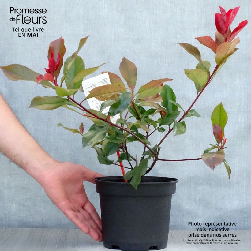 Photinia fraseri Camilvy - Christmas Berry sample as delivered in spring