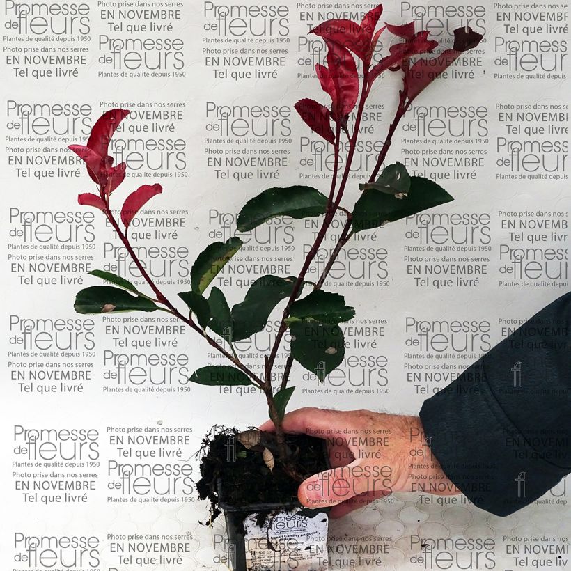 Example of Photinia fraseri Camilvy - Christmas Berry specimen as delivered