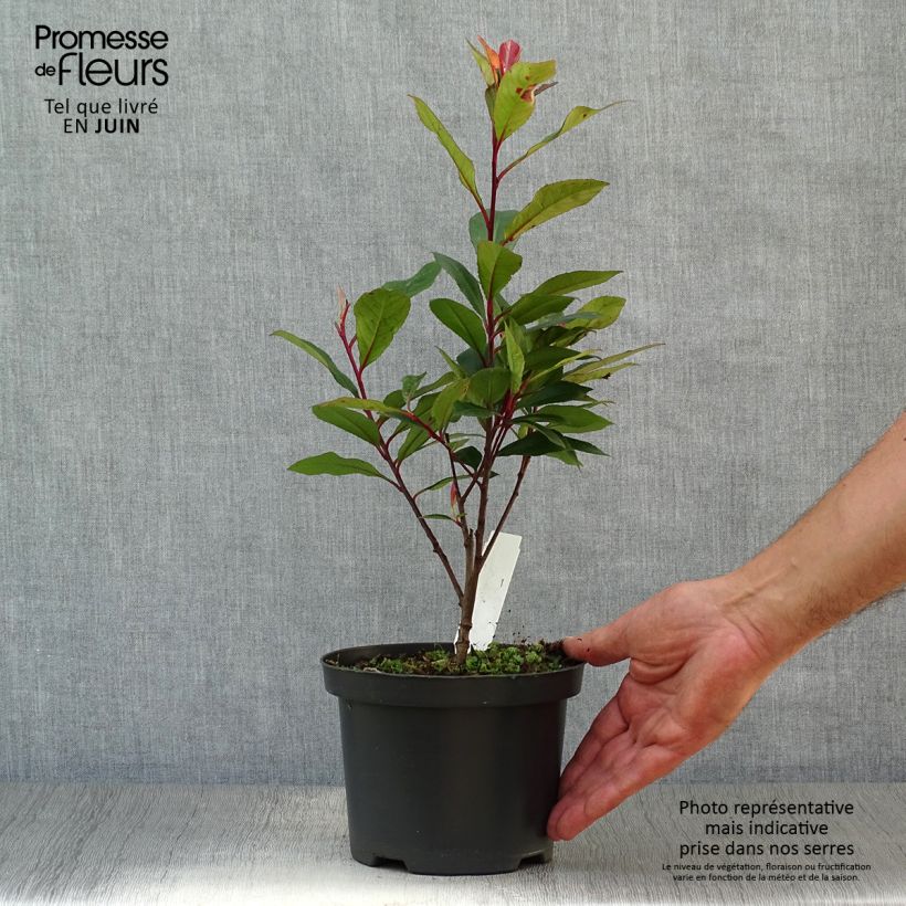 Photinia x fraseri 'Carré Rouge' 2L/3L pot sample as delivered in summer